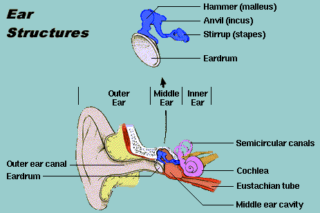Ear graphics